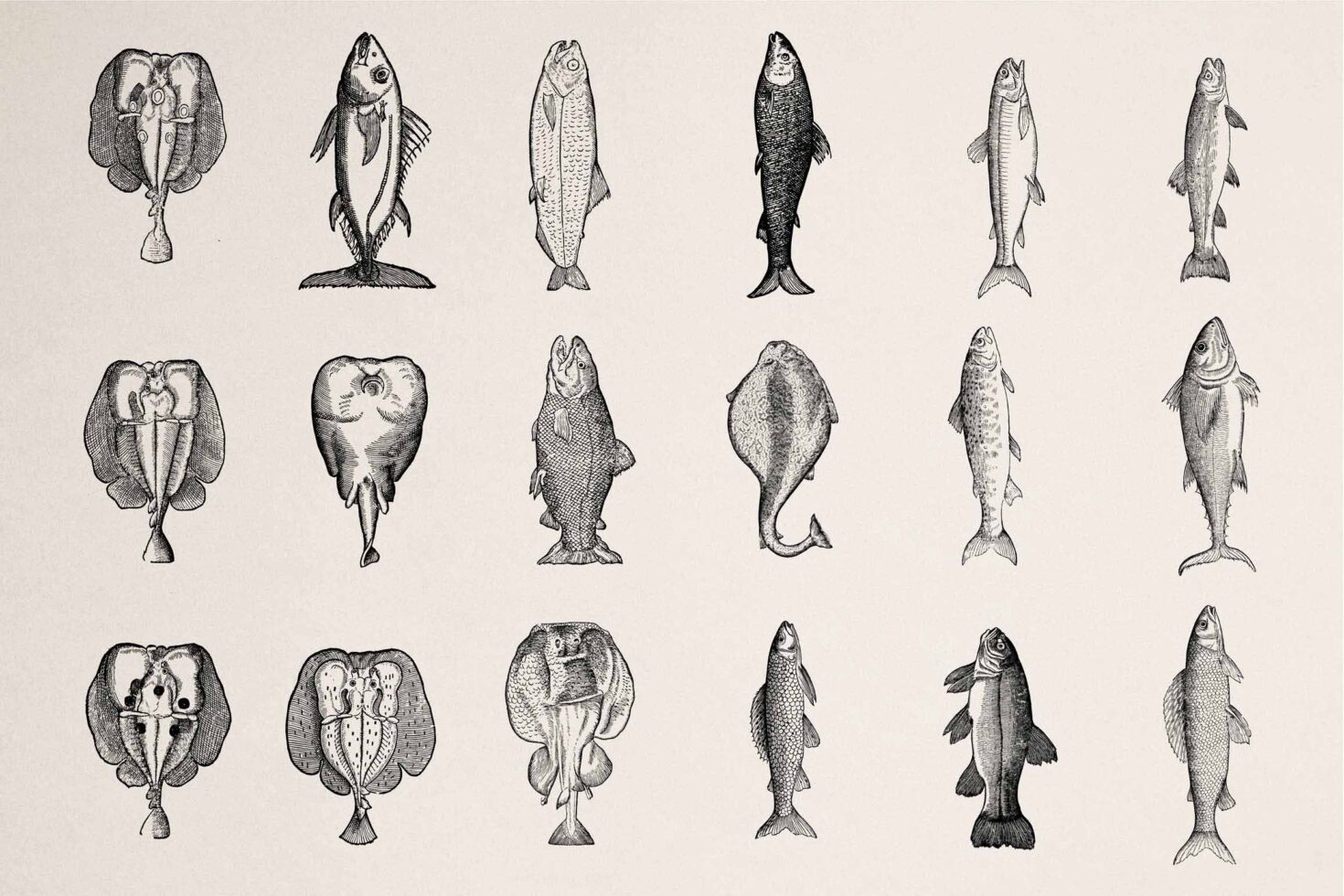 18 vintage fish species sketches, detailed etching illustrations, various shapes sizes