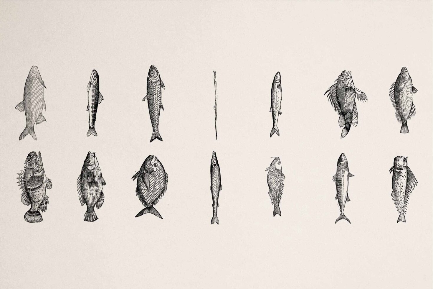 15 detailed vintage fish illustrations including trout, cod, flounder engraving style