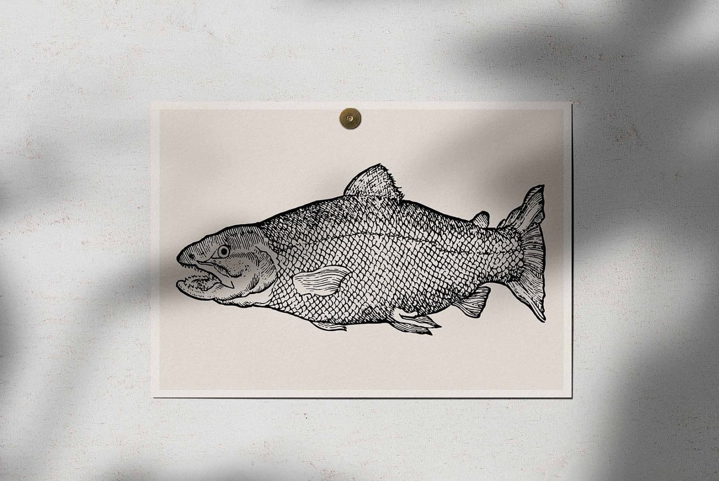 Single detailed fish ink drawing pinned to white wall with brass fastener
