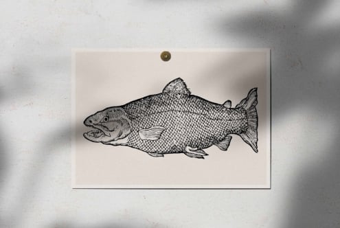 Single detailed fish ink drawing pinned to white wall with brass fastener