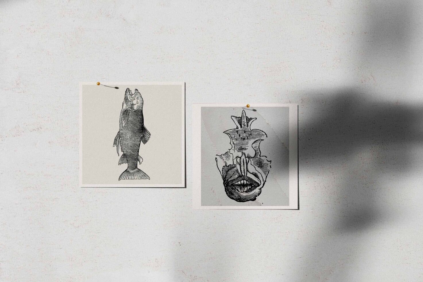 Two vintage ink drawings pinned to wall showing fish creature with detailed shading