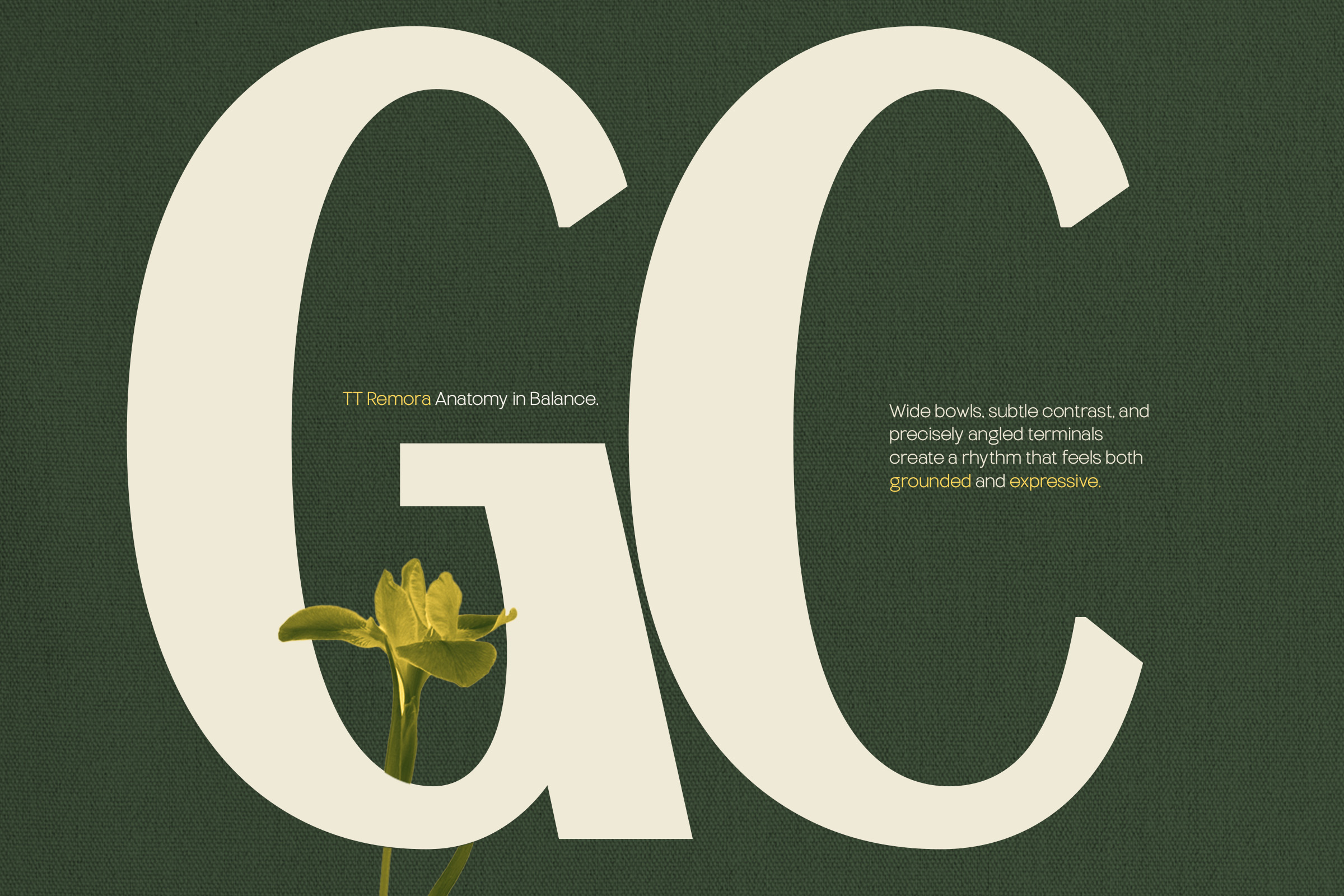 Large Q letter with yellow flower showing TT Remora anatomy balanced design details
