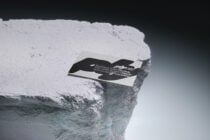 Business card mockup with black organic cutout on rocky ledge