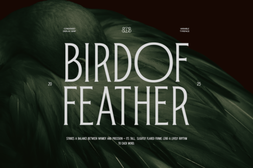 Bird of Feather condensed display serif over close-up green feather texture background