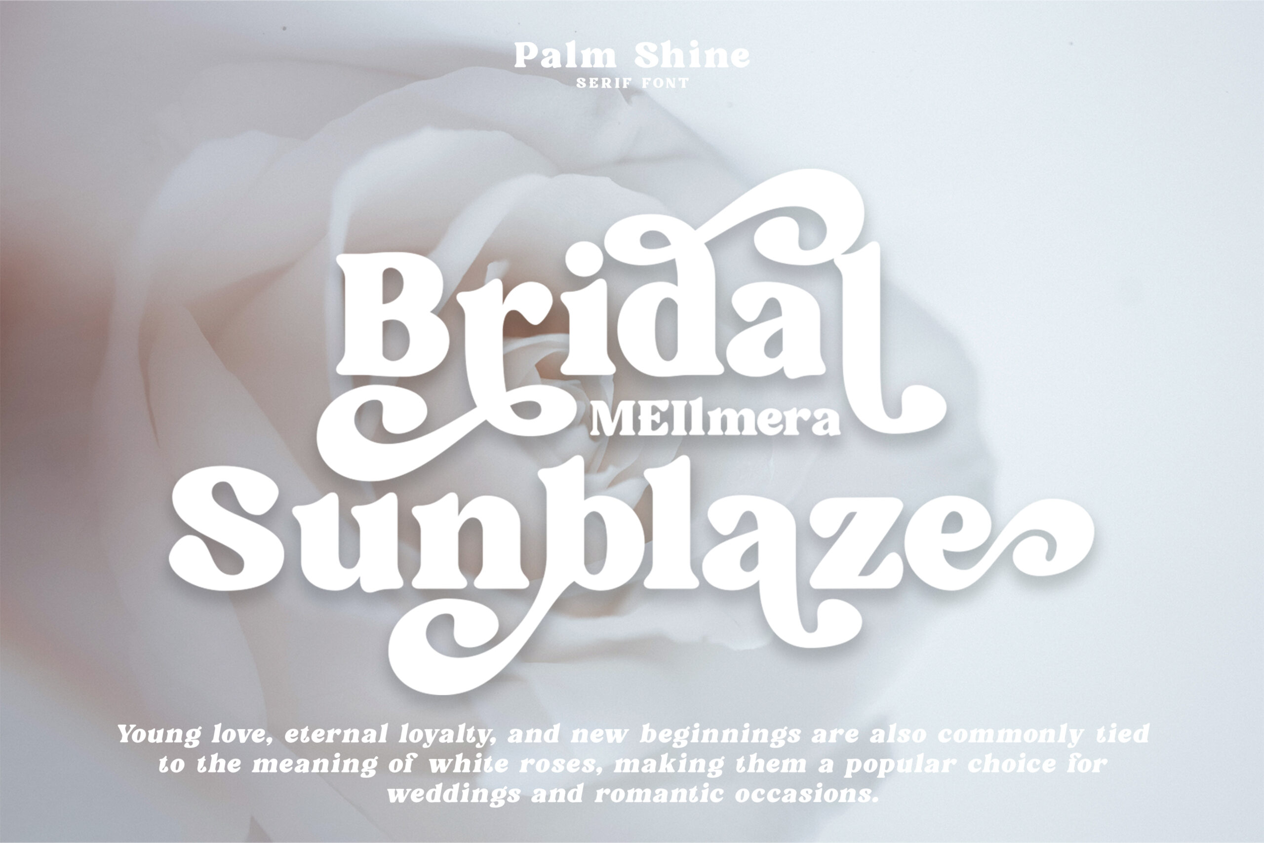 Bridal Sunblaze serif font layered on soft white rose close up photograph