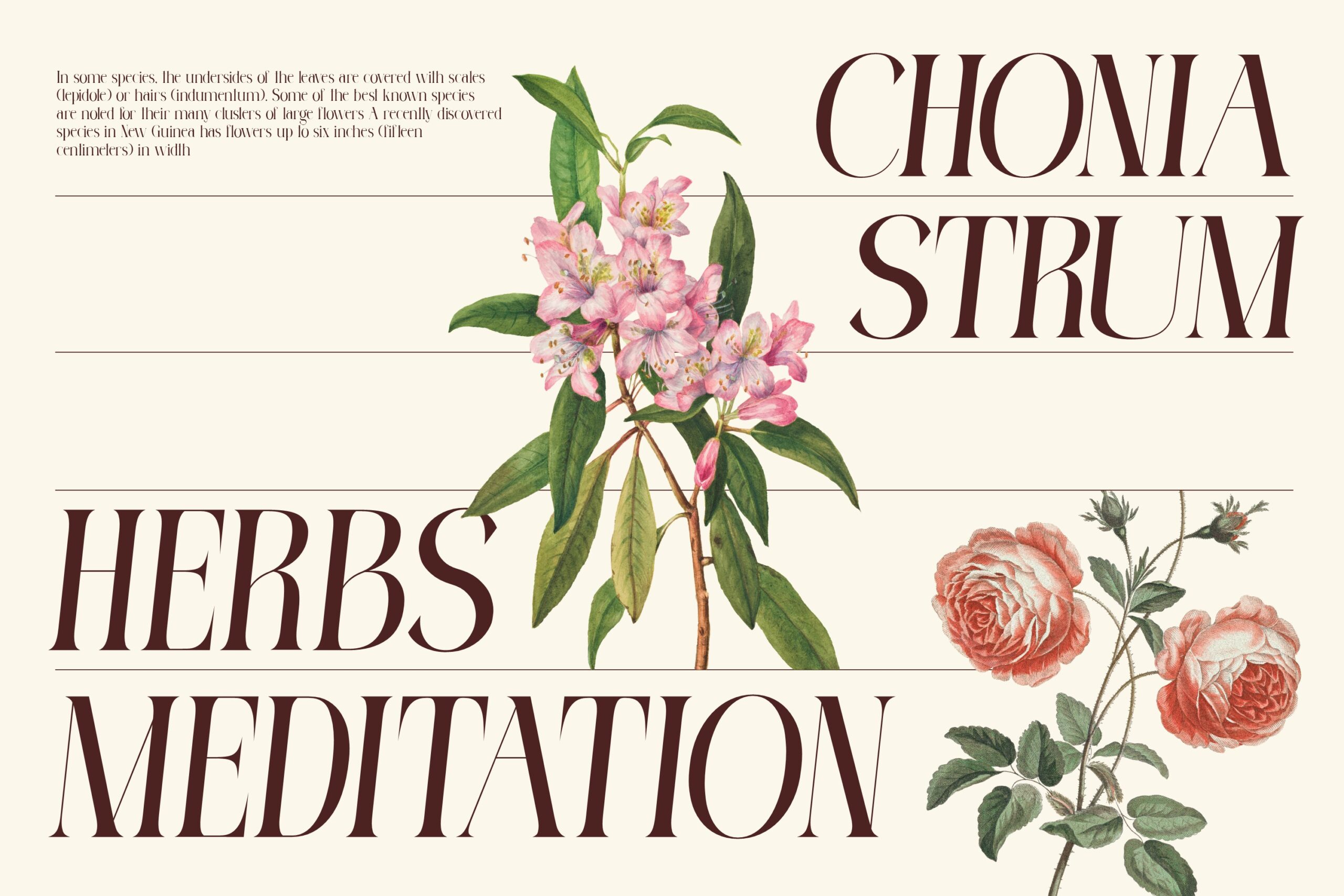 Vintage botanical layout with choana strum herbs meditation serif font