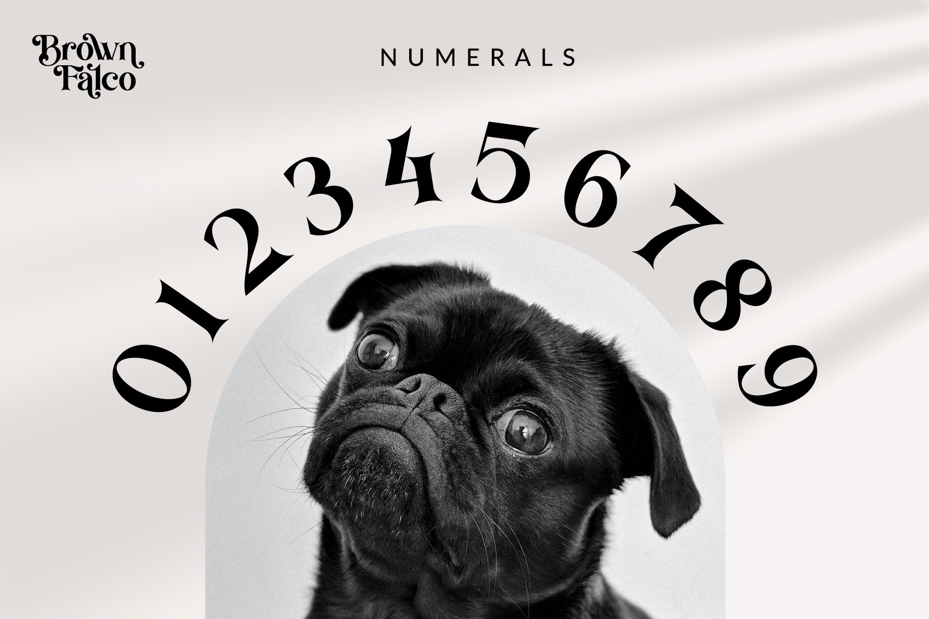 Brown Falco numerals 0 9 arranged in circle around close up pug dog portrait
