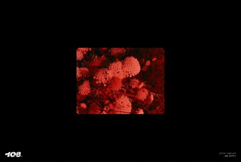 Red floral pattern graphic template for designers featuring high-contrast flowers. Ideal for mockups, templates, graphics projects. Vibrant digital asset.