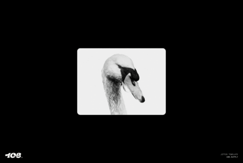 Black and white swan illustration on white card with black background. Graphic design asset for designers. Perfect for templates and mockups.