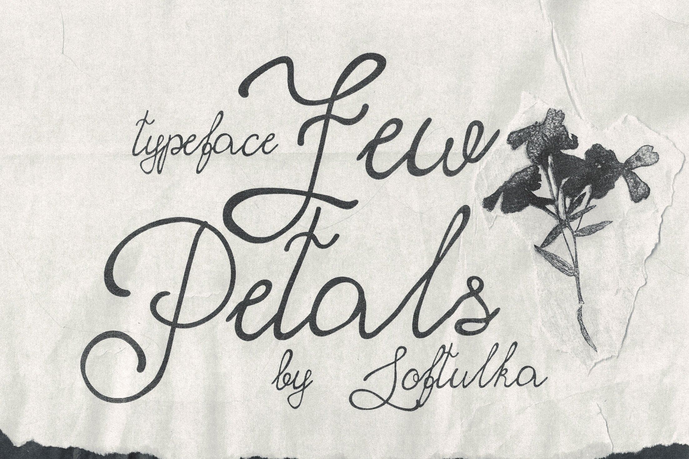 Elegant script typeface sample with flowing letterforms on textured paper with botanical illustration
