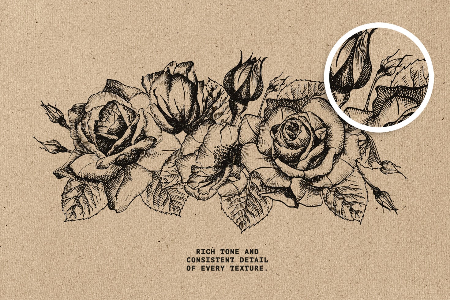 Vintage engraved roses with buds on kraft paper, detail circle showing texture work