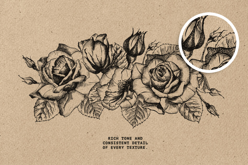 Detailed vintage rose illustration with buds on kraft paper, zoom circle shows fine line work