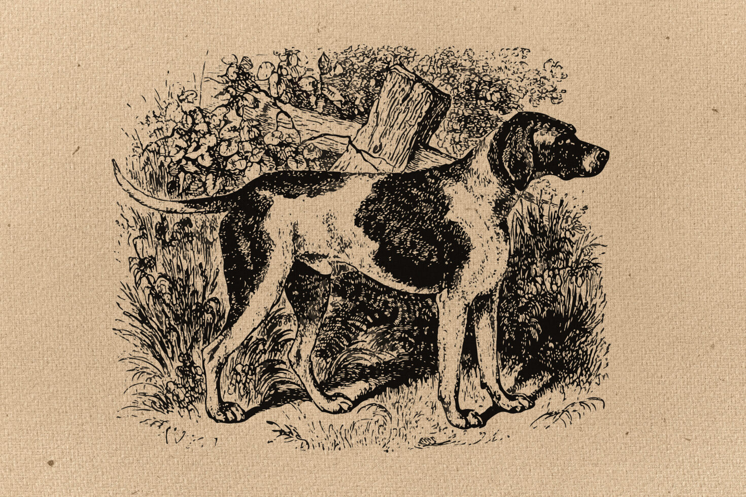 Vintage ink sketch of hunting dog carrying game basket through tall grass