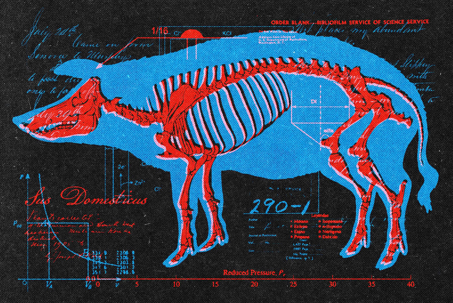 Sus domesticus anatomy blueprint with skeleton overlay in red on blue silhouette
