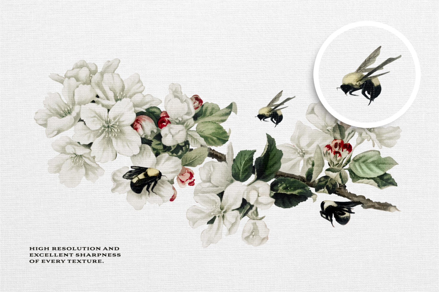 Botanical illustration of white blossoms with red accents, bumblebees hovering nearby, vintage style