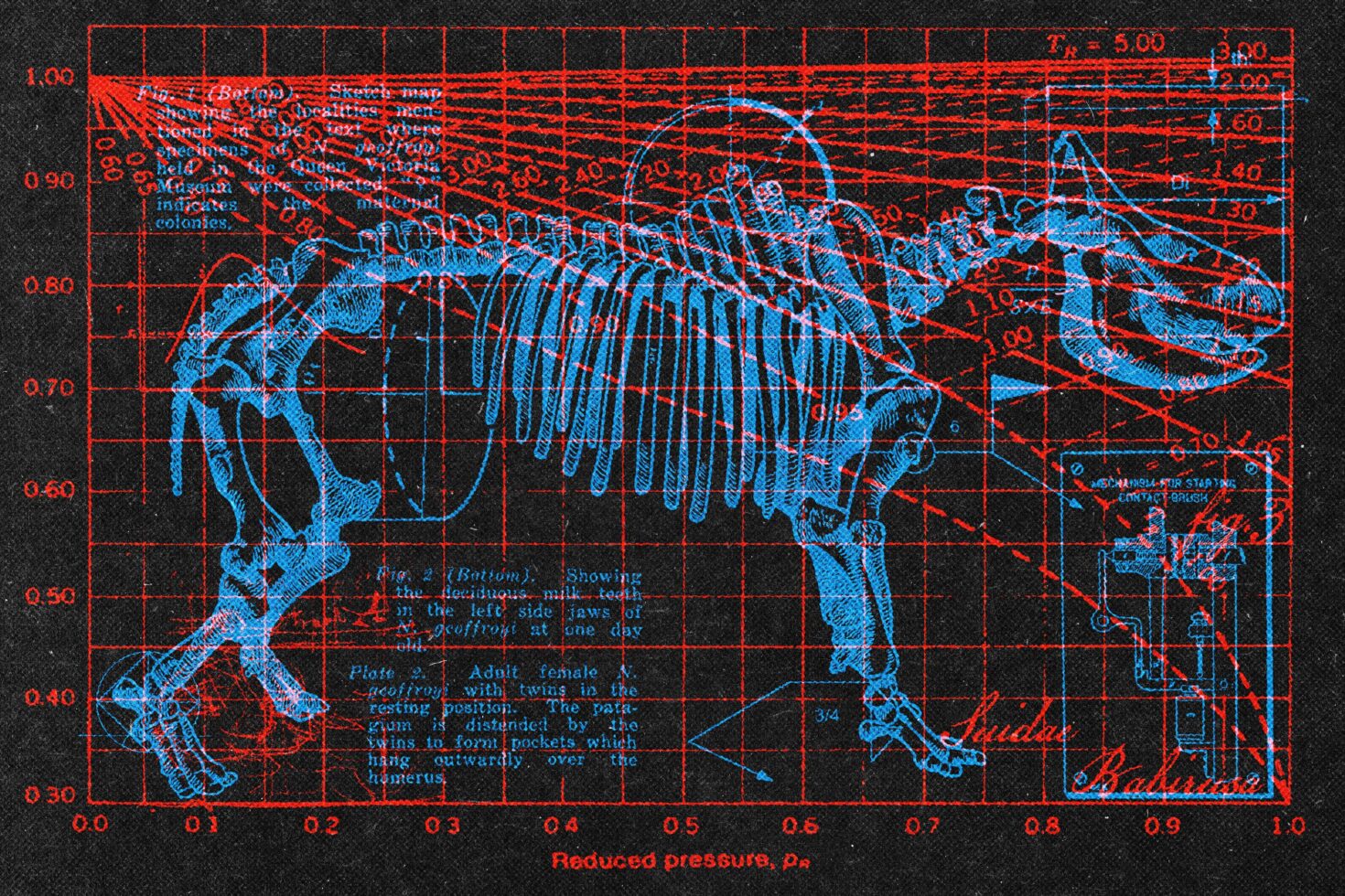Vintage scientific diagram showing blue skeletal anatomy overlaid with red grid lines, measurement scales, plus scattered text notes on dark background