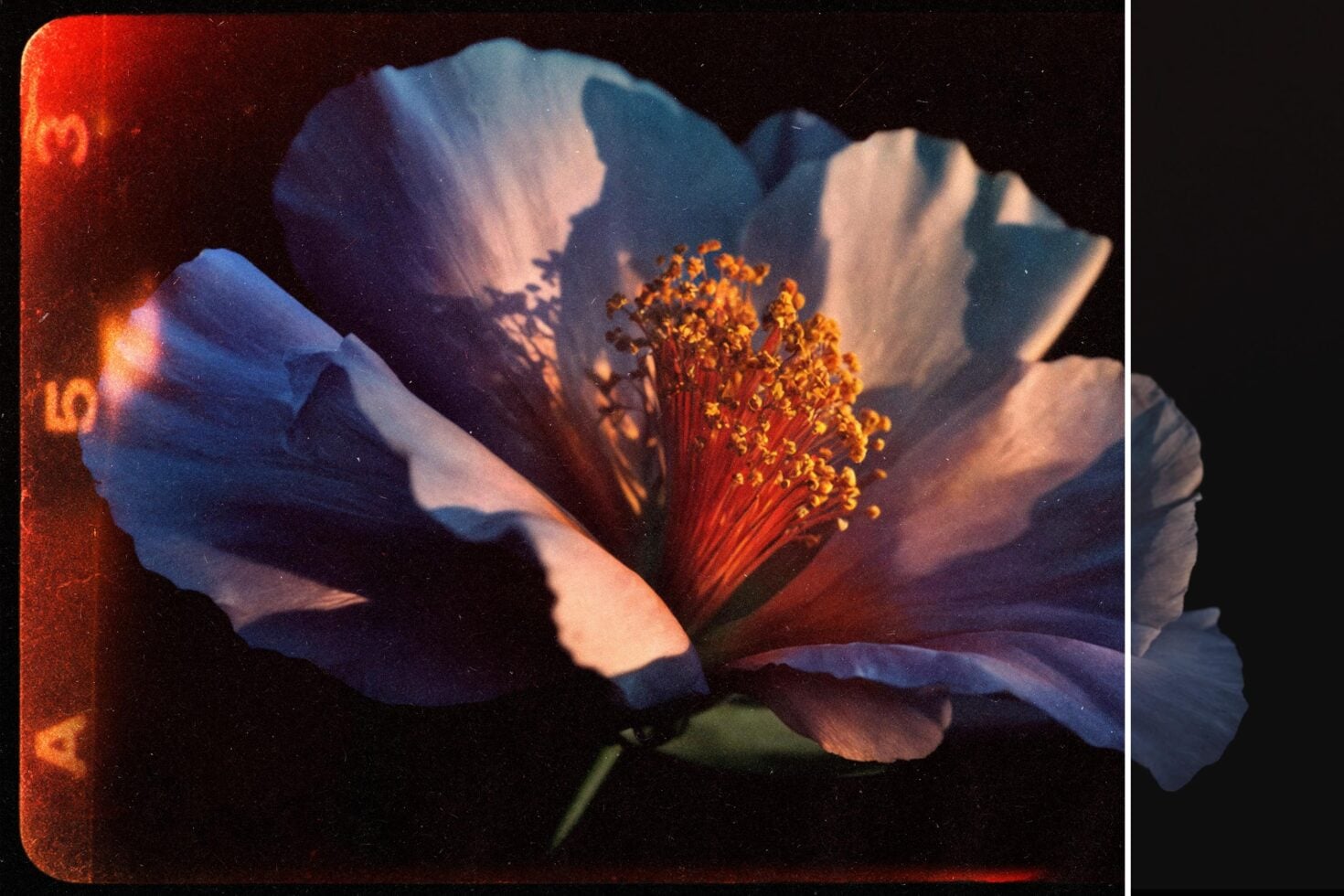 Moody close-up of white flower with golden stamens against dark background, warm light casting shadows across petals