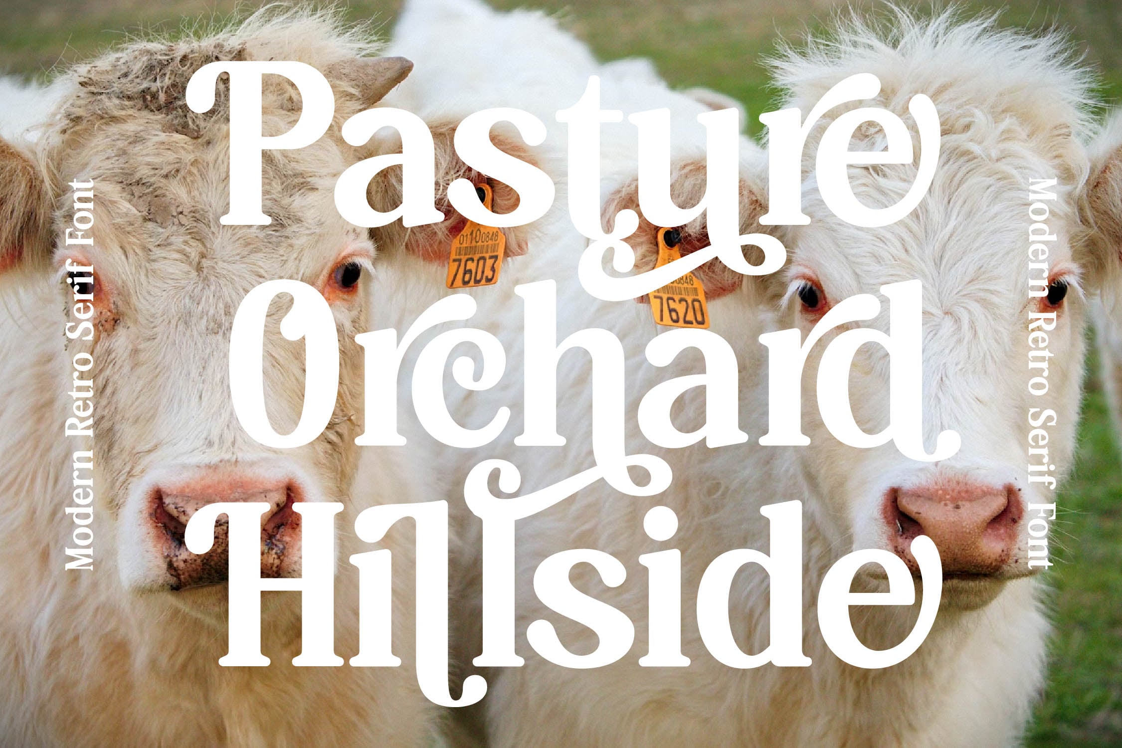 Pastoral Orchard hillside font overlaid on close up of two cream colored goats with orange ear tags