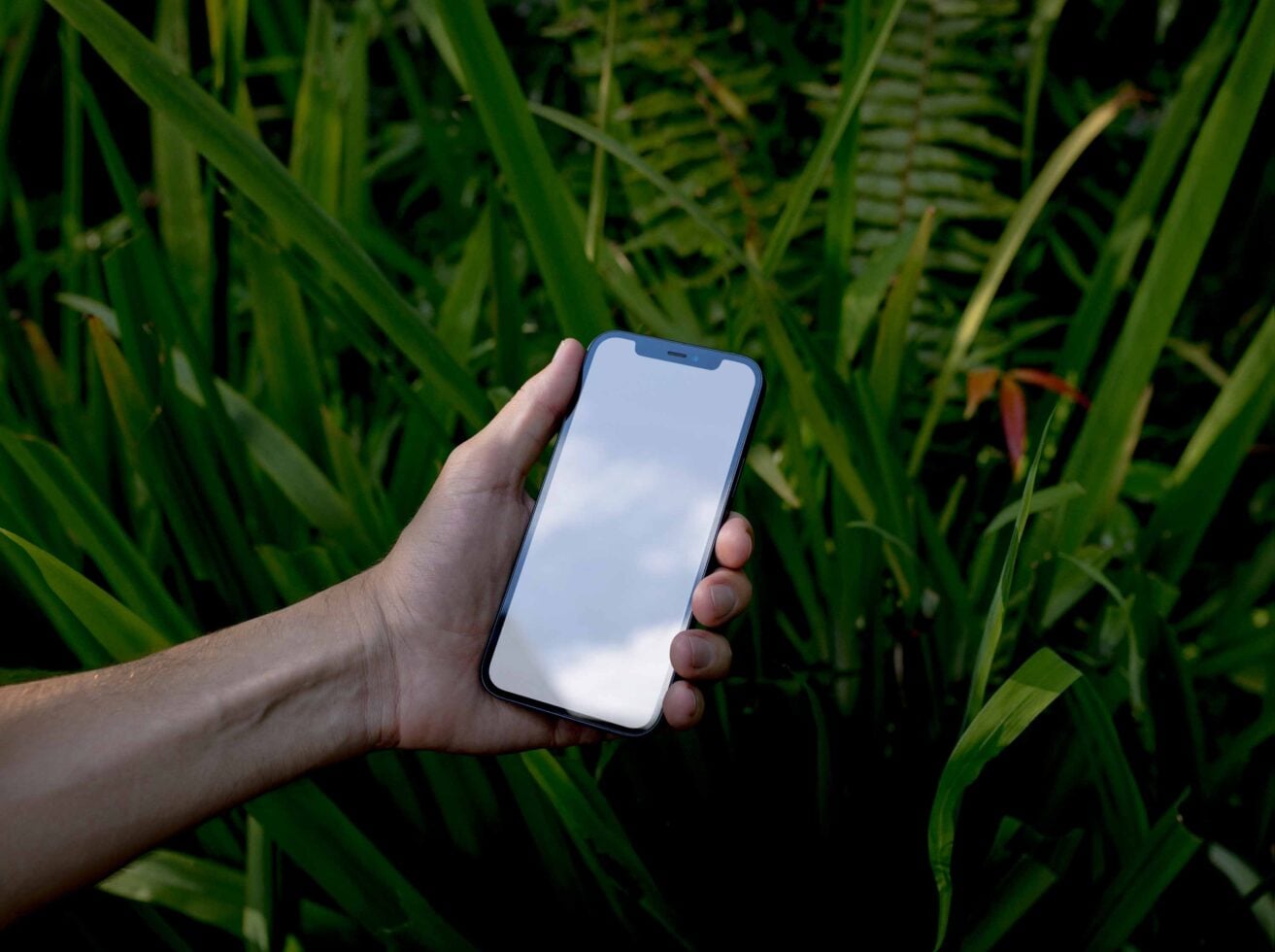 Hand holding blue iPhone with blank screen in front of lush green foliage background