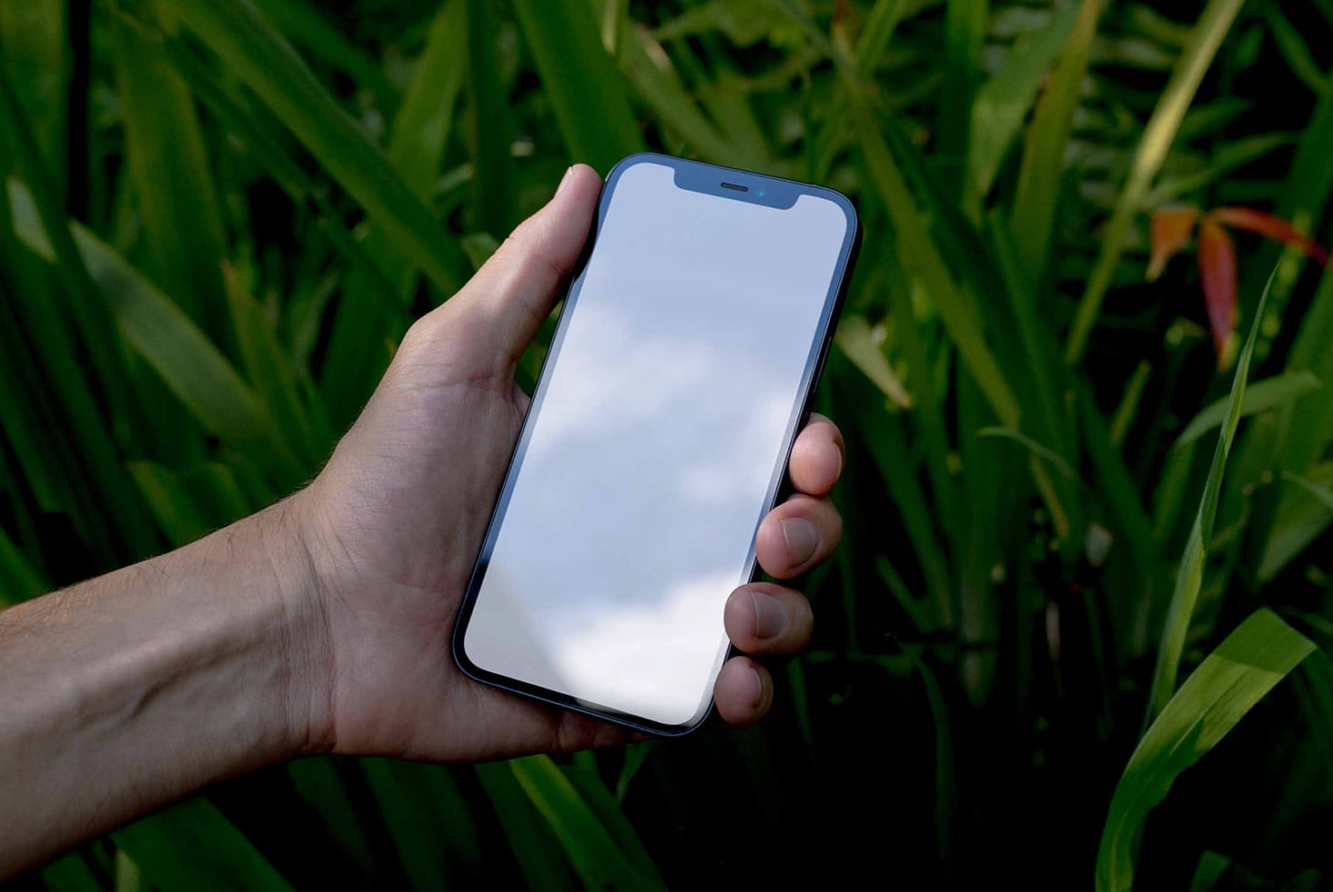 Hand holding blue iPhone with blank screen against lush green foliage background