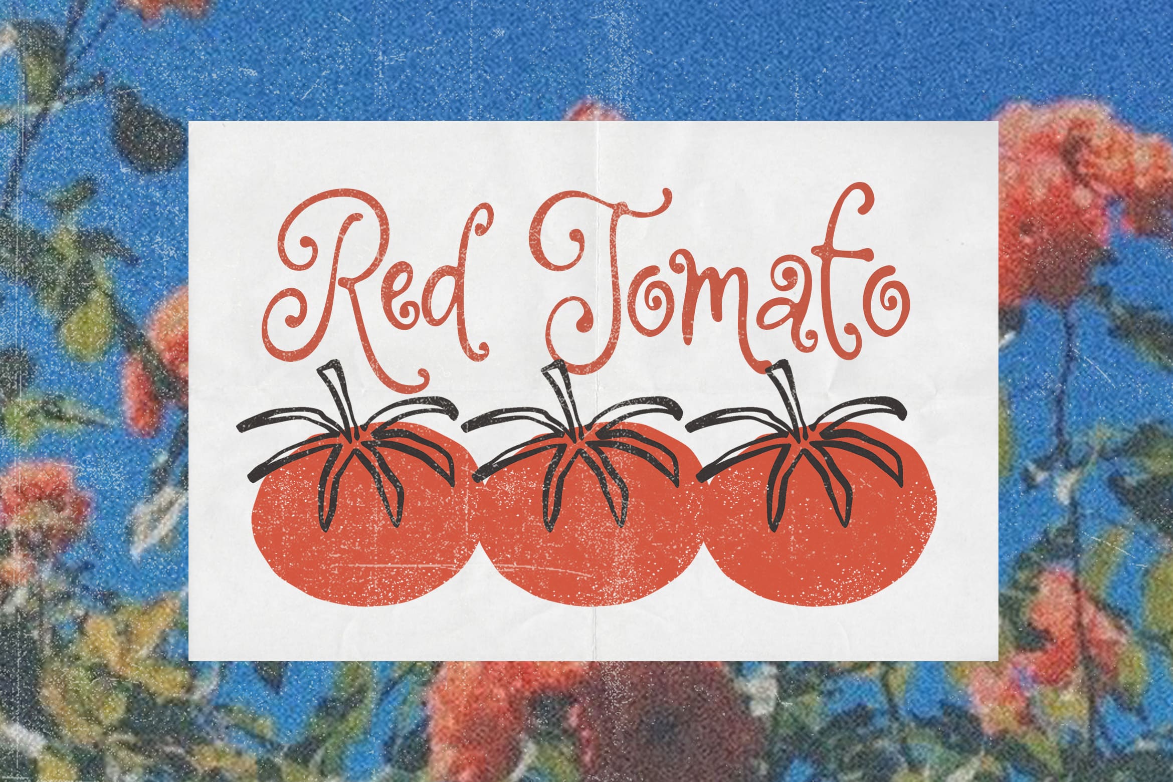 Red Tomato retro illustration with curly script lettering on textured blue background
