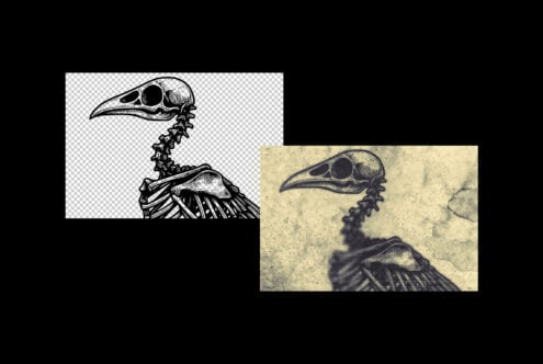 Detailed bird skull skeleton illustration with clean line art version plus textured vintage print variant