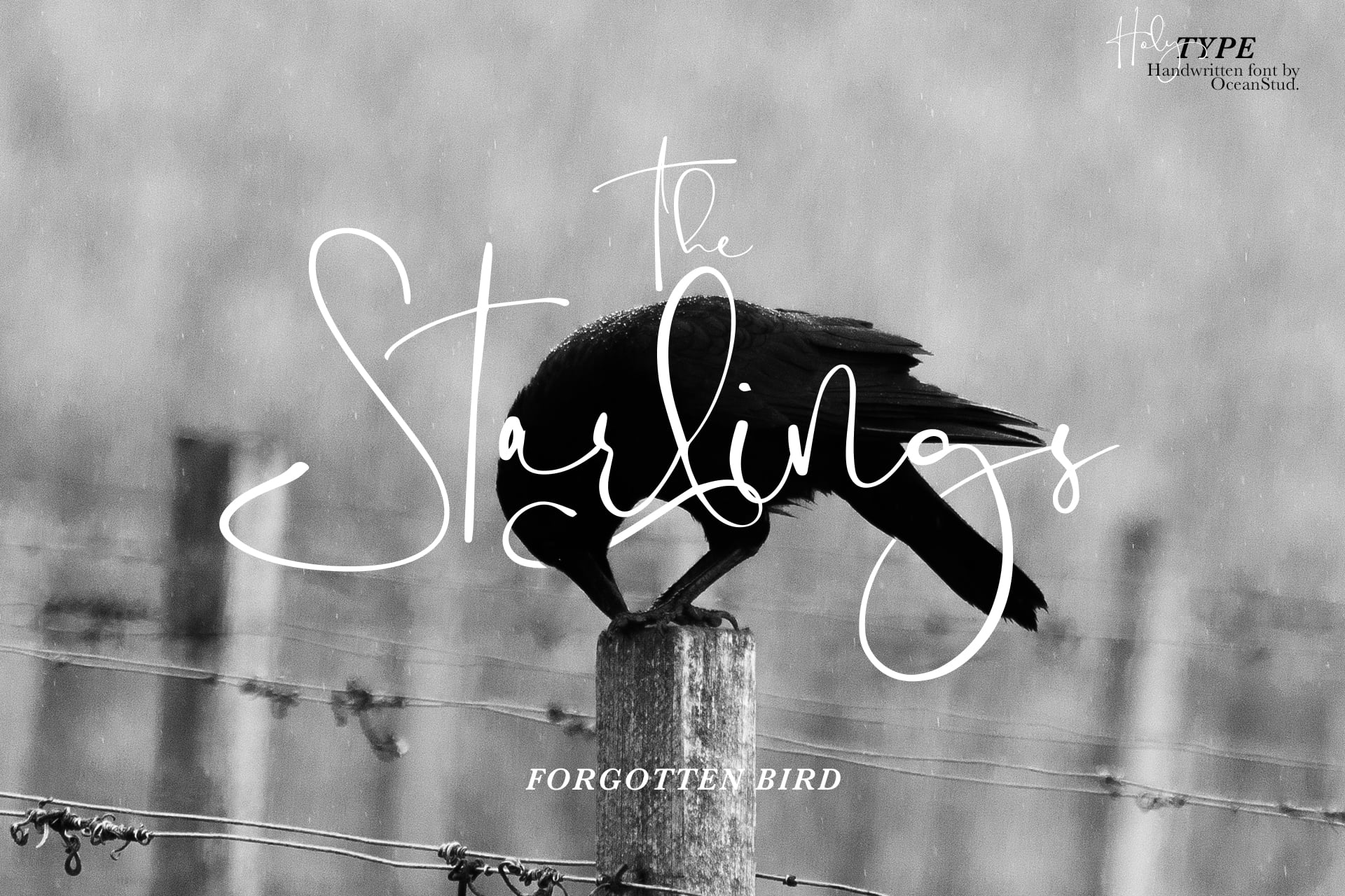 Halo Type handwritten font displayed over moody black crow perched on wooden post