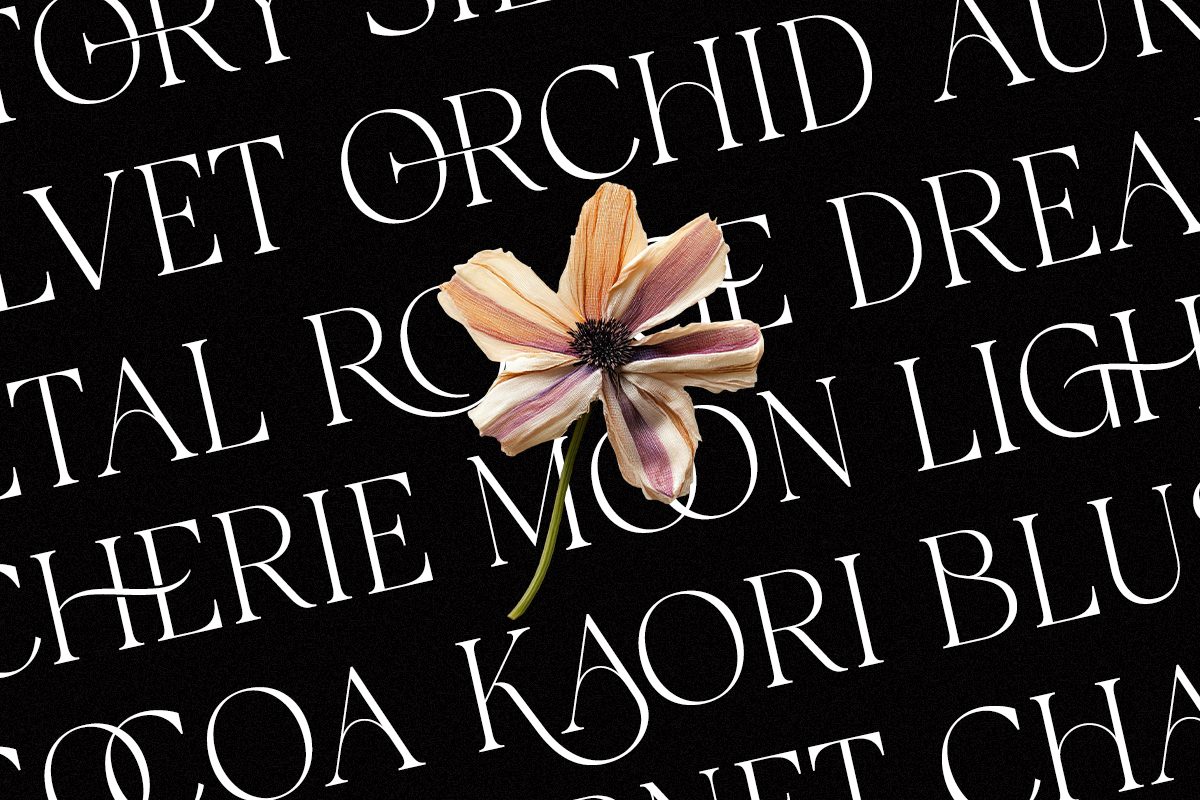 Peach cosmos flower centered on black background with elegant serif typography scattered throughout