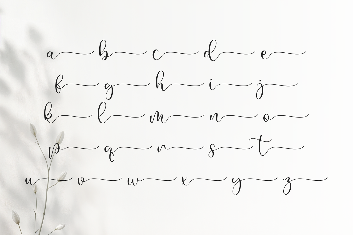 Delicate script font showing full alphabet with flowing connected letterforms on cream background
