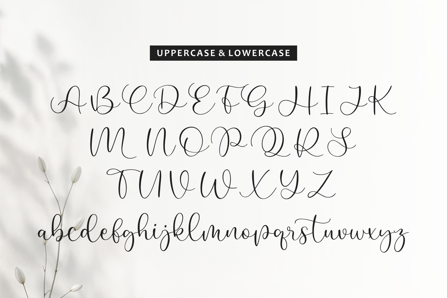 Elegant script font displaying uppercase, lowercase letters with delicate botanical elements on soft background