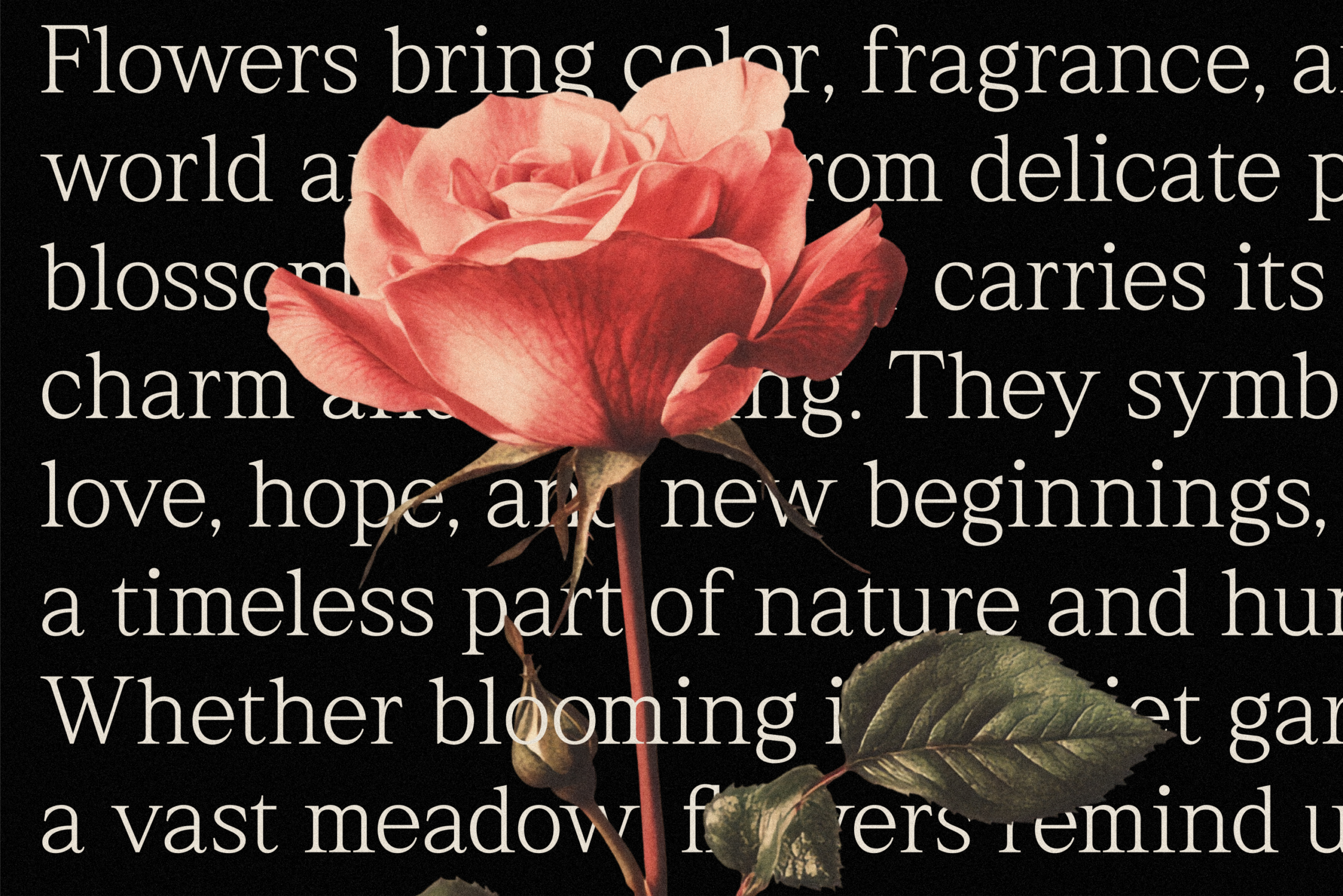 Rhimen font by Luminatype Studio