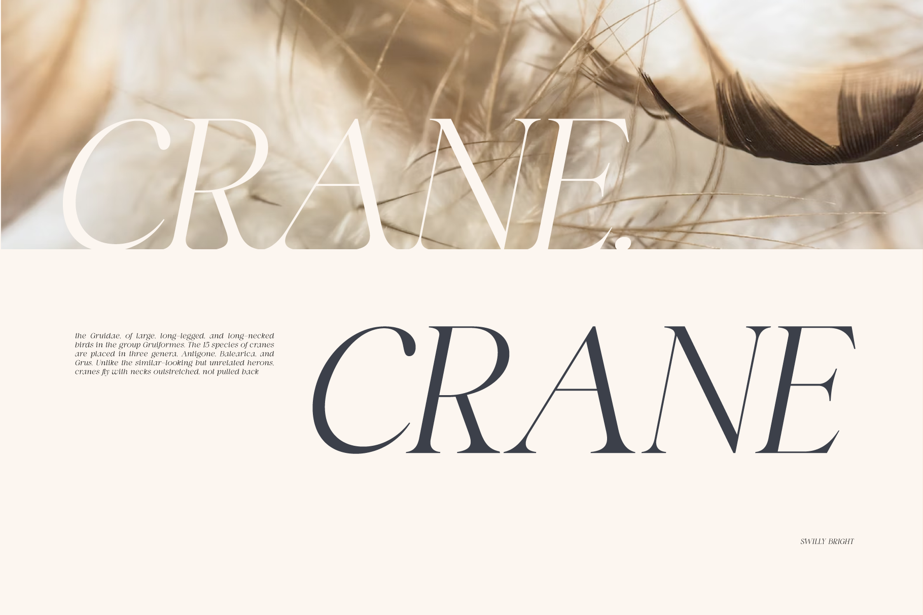Elegant serif font mockup with cream tones, dried grass, elegant typography layout