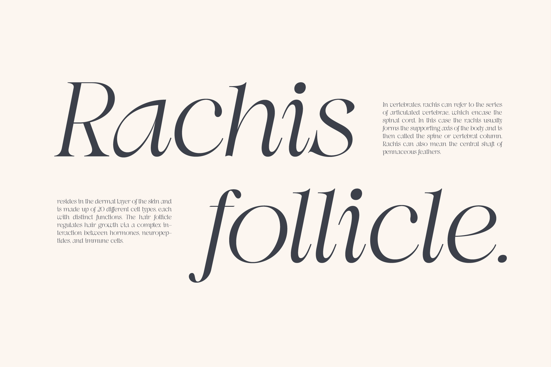 Elegant serif font displaying "Rachis Follicle" with descriptive body text on cream background